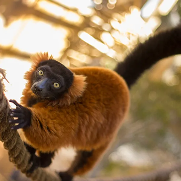 Lemurs