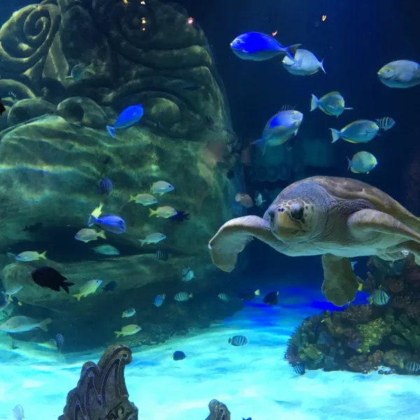 Green Sea Turtle at SEA LIFE Orlando