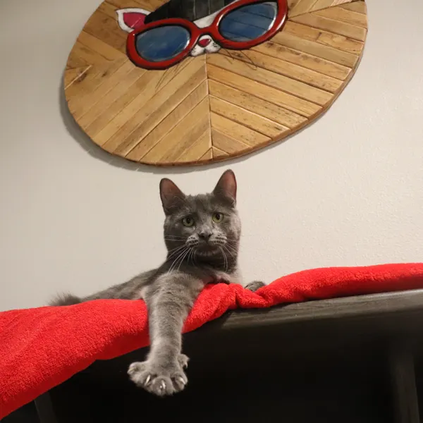 Do you love kitties? We do too! Have a blast drinking coffee and hanging out in the company of cats!