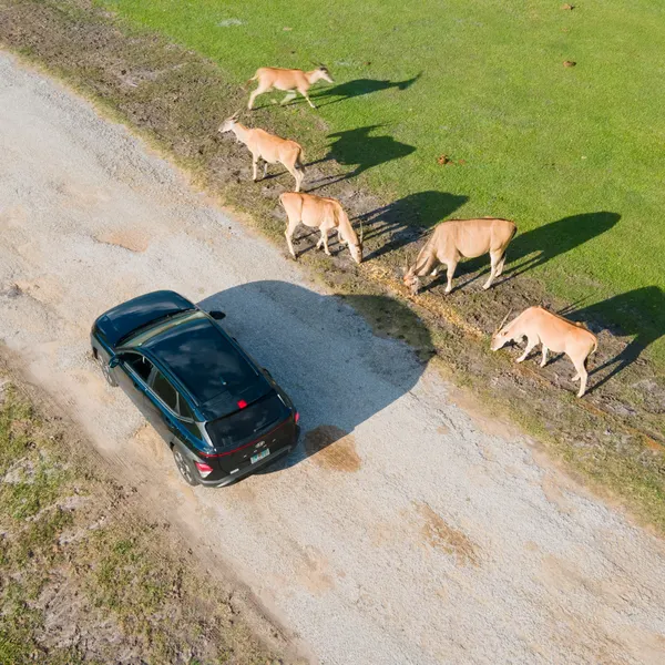 Aerial view of Wild Florida's Drive-thru Safari Park.