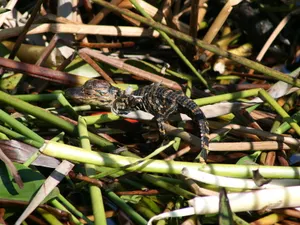 See the Wildlife