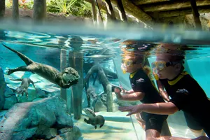 Underwater Oasis
