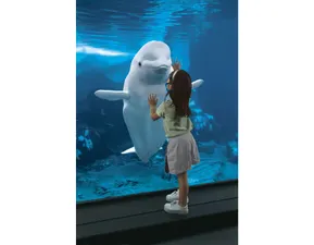 SWO Beluga