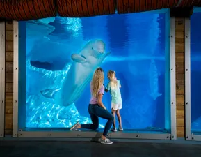 Beluga