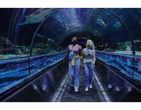 Shark Encounter