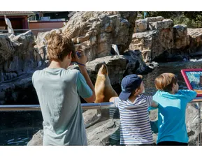 Sea Lions
