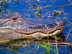 Gators