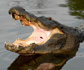 Alligator with Mouth Open