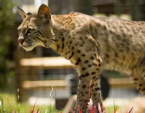 Bobcat at Bobcat Bayou