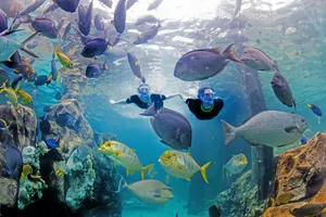The Grand Reef
