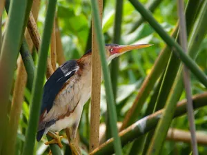 Plenty of Colorful Birds