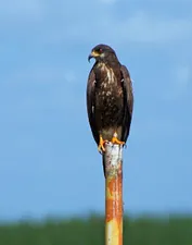 Wildlife