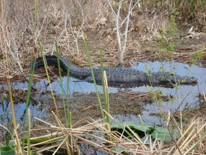 Alligators Galore