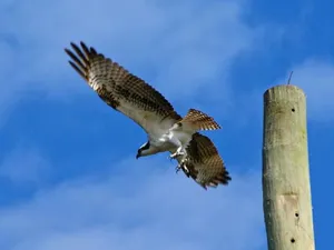 Magnificent