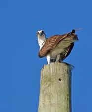 Nature Everywhere