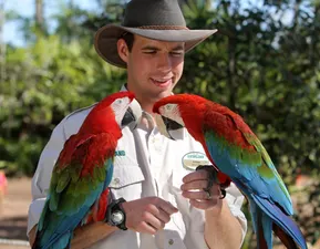 Entertainer with Macaws