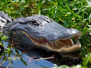 More Gators
