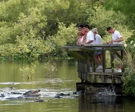 Feeding Alligators in the Breeding Marsh