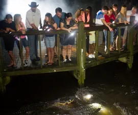 Gator Nightshine Experience