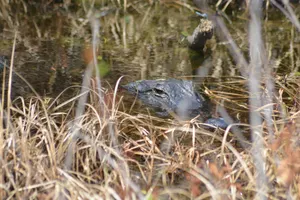 Gator