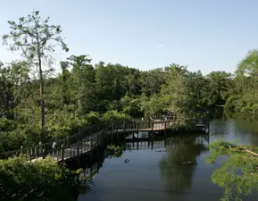 Alligator Breeding Marsh