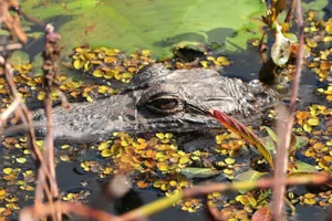 Gators Galore