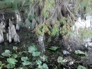 Marsh Lands