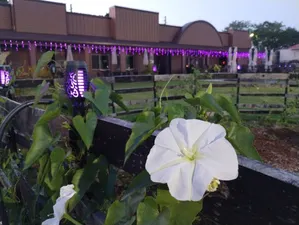 We took a derelict brownfield site that formerly housed a part of Kissimmee's Coca-cola bottling plant and we brought nature back into the heart of downtown Kissimmee. Our whiskey barrel stave trellis features a variety of butterfly host and nectar plants.
