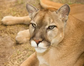 Neiko the Florida Panther