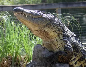 Nile Crocodile on a Rock