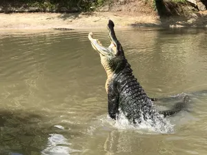 Gator feeding show