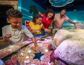 SEA LIFE Florida Touch Pool