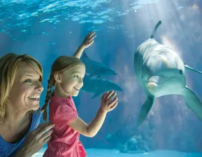 Dolphin Under Water With Mom & Girl