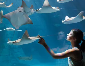 Manta Aquarium