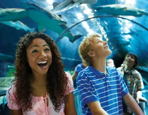 Shark Encounter Tunnel