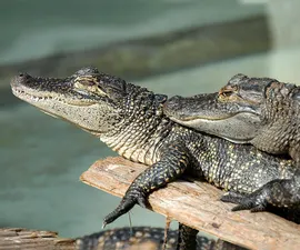Young Gators