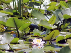 Water Lilies