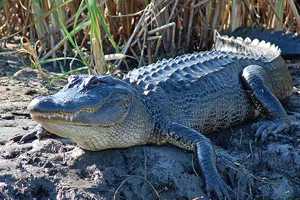 See the Alligators
