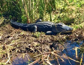 One our our big male gator enjoying the Florida sunshine.