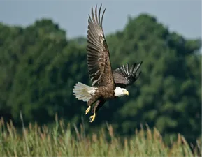 Florida has the largest breeding population of Bald eagles outside of Alaska, representing approximately 19% of the entire number found in the lower 48 states. Florida’s Southern bald eagles represent approximately 70% of the total population in the southeastern U.S. Osceola County has one of the largest concentrations of Bald eagle nests in the entire state. It is estimated that over 115 pairs of Southern bald eagles nest in Osceola County any given year.