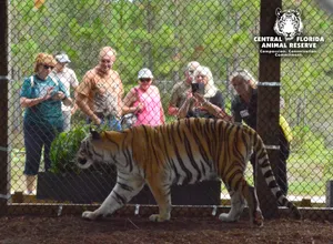 A curious tiger greets visitors for an up-close and personal experience at Central Florida Animal Reserve.