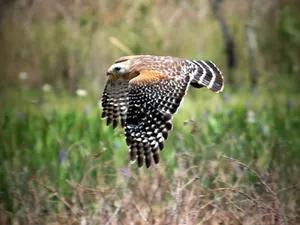 Wildlife Above