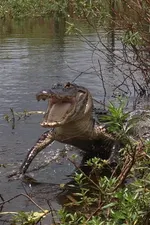 Gators Galore