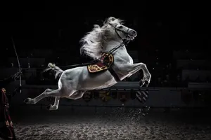 an Andalusian stallion performs the capriole, a trick in which the horse jumps up in the air and kicks back with its hind legs