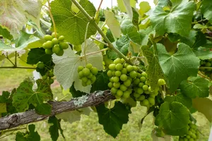 Lush grapes growing on property at Formosa Winery