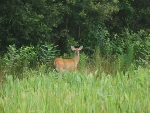 Deer