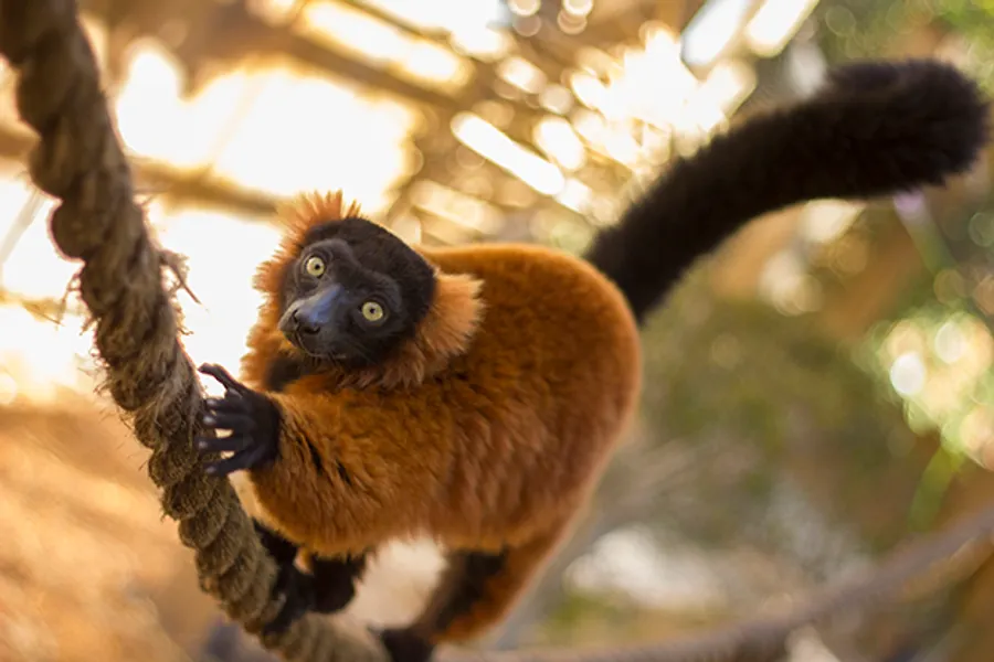 Lemurs