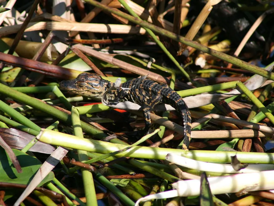 See the Wildlife