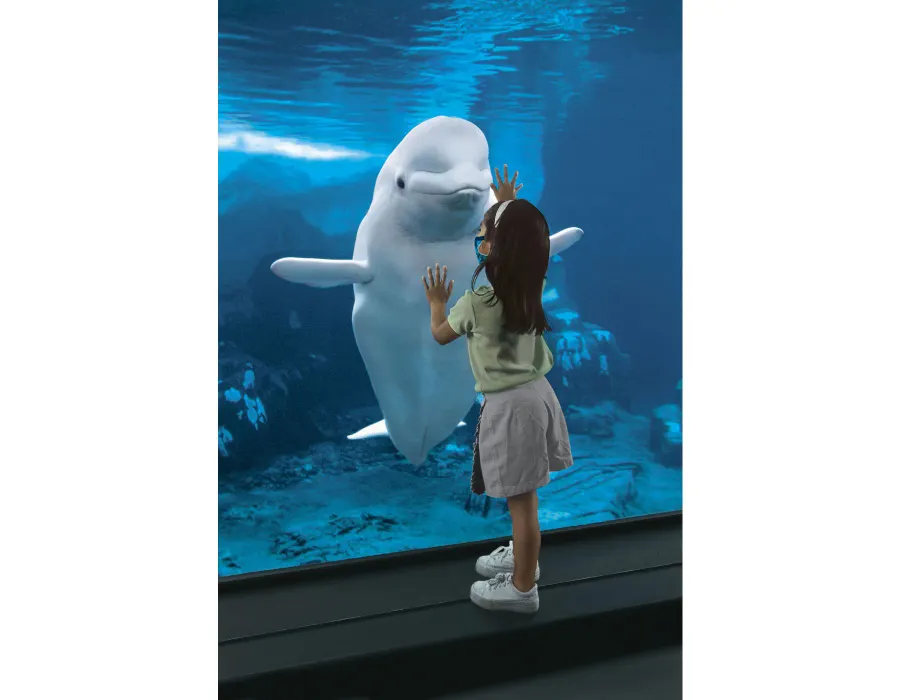 SWO Beluga