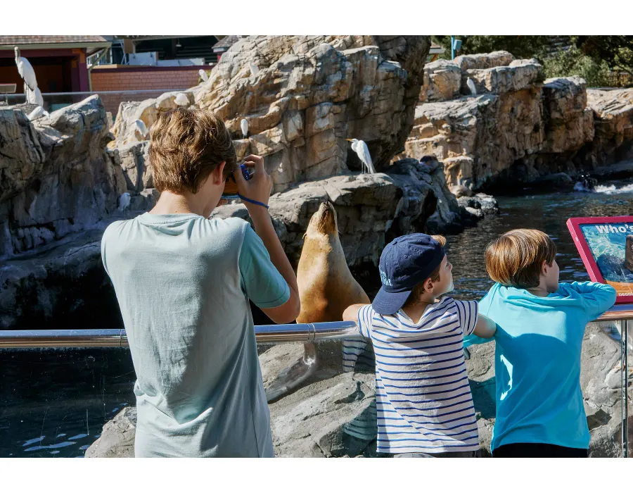 Sea Lions